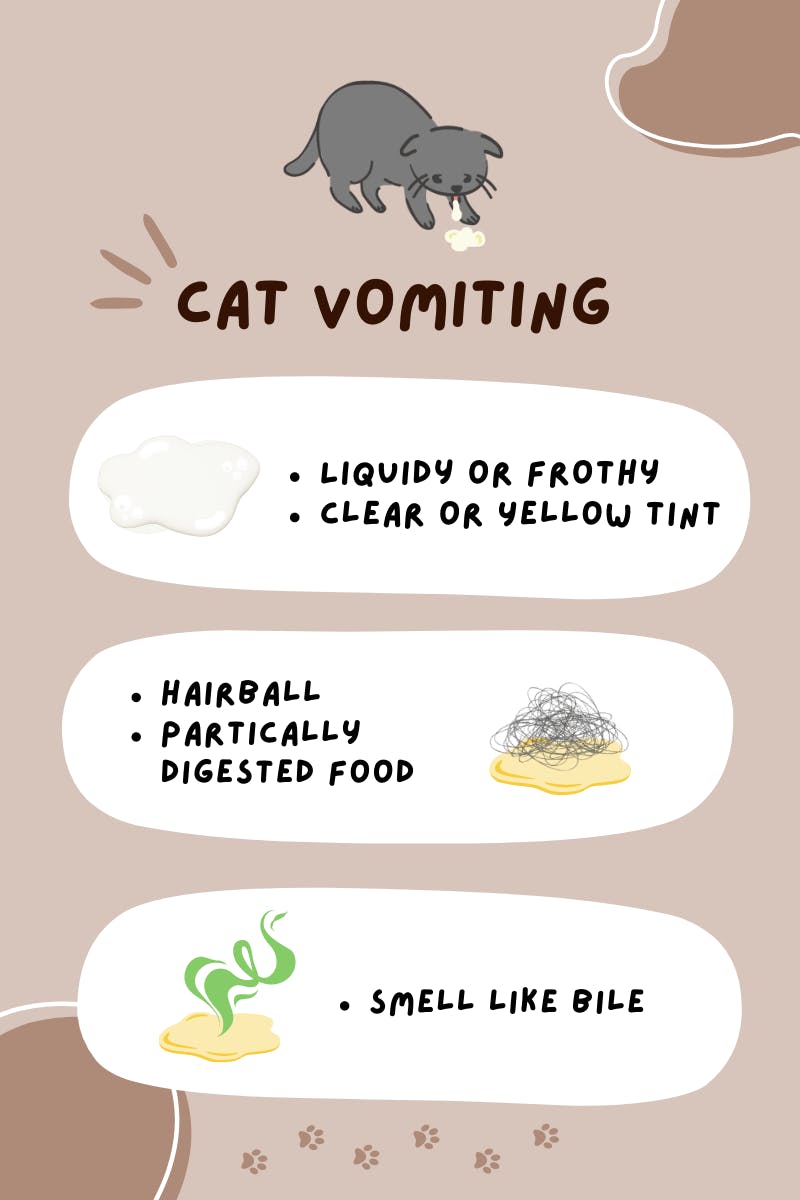 Cat vomiting outlet new food